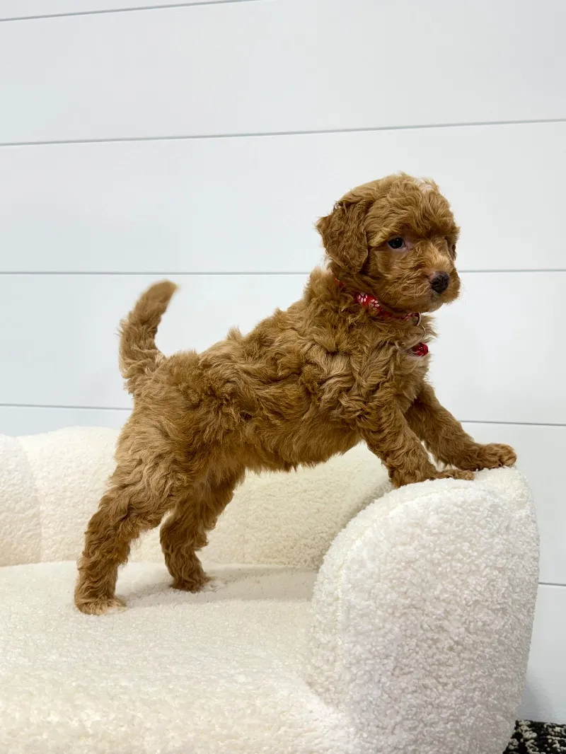 Puppy Name: Goldie (F1b)💖