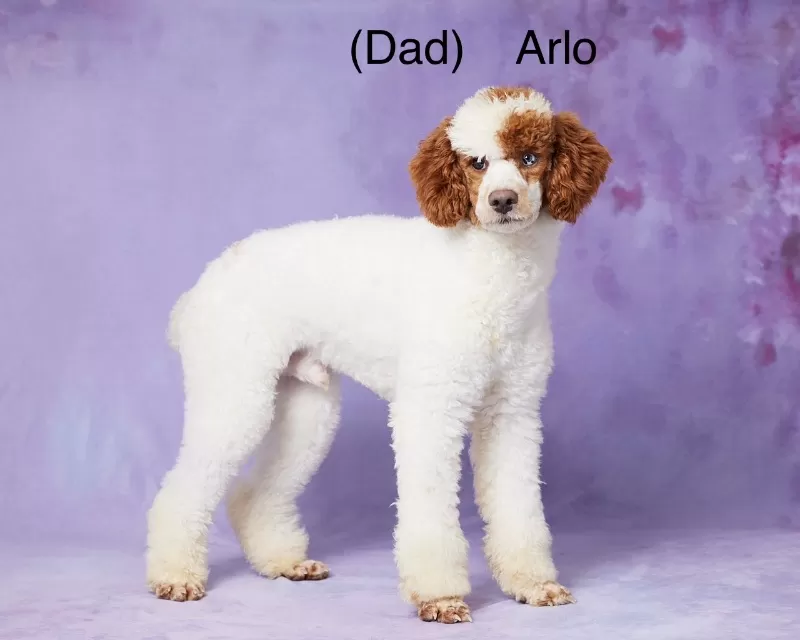 Ginger and Arlo‘s litter