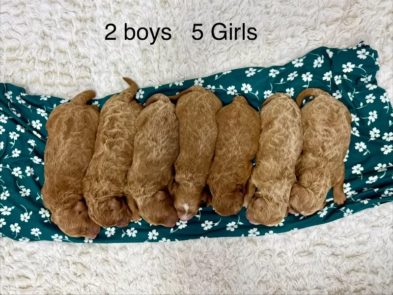 Ginger and Arlo‘s litter are here F1b