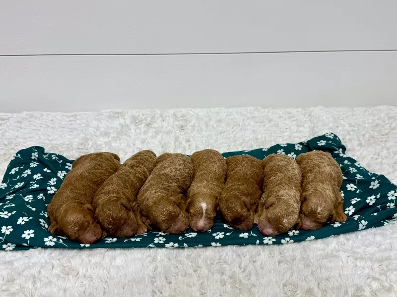 Ginger and Arlo‘s litter are here F1b
