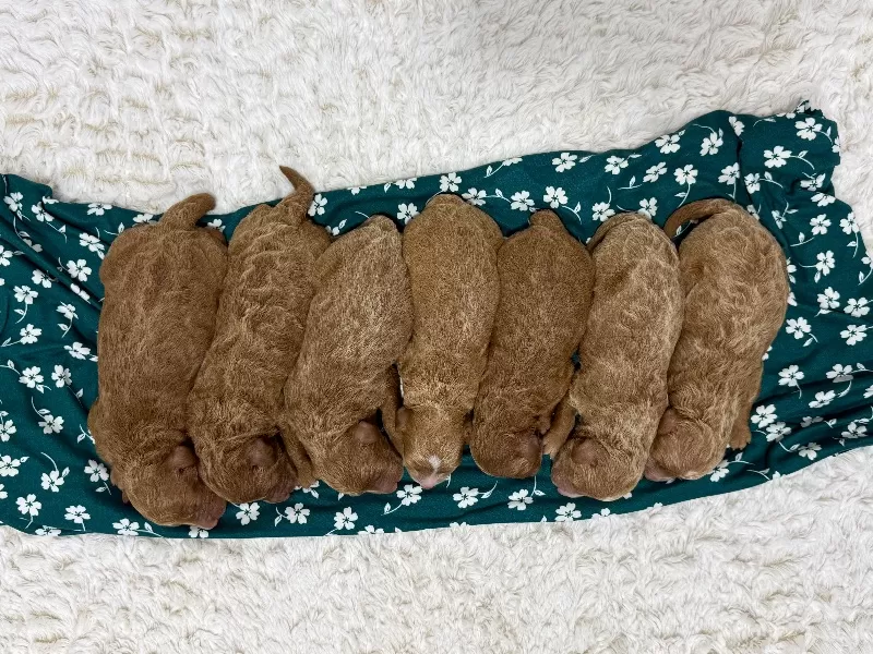 Ginger and Arlo‘s litter are here F1b