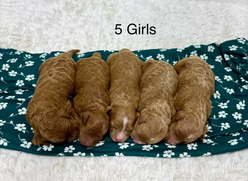 Ginger and Arlo‘s litter are here F1b