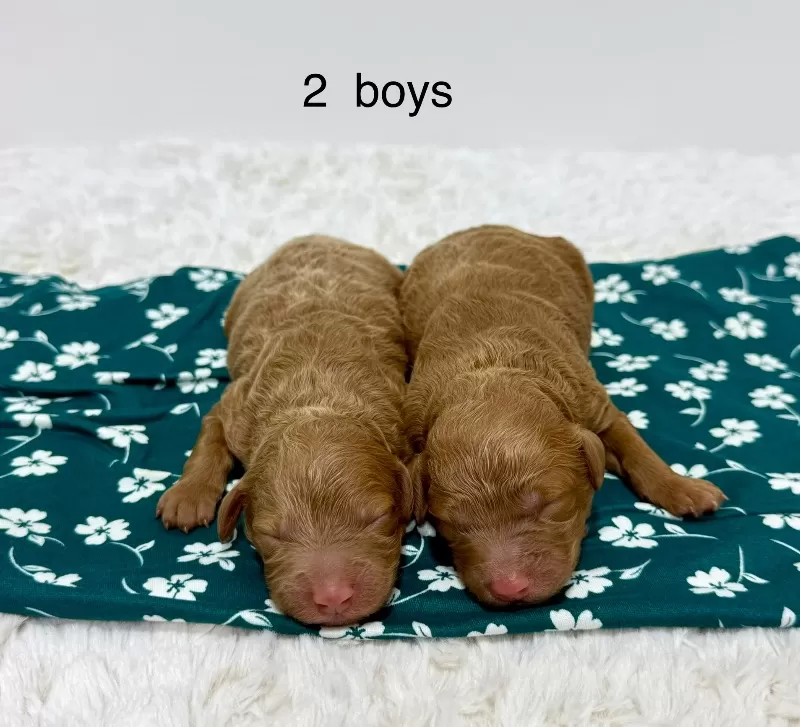Ginger and Arlo‘s litter are here F1b