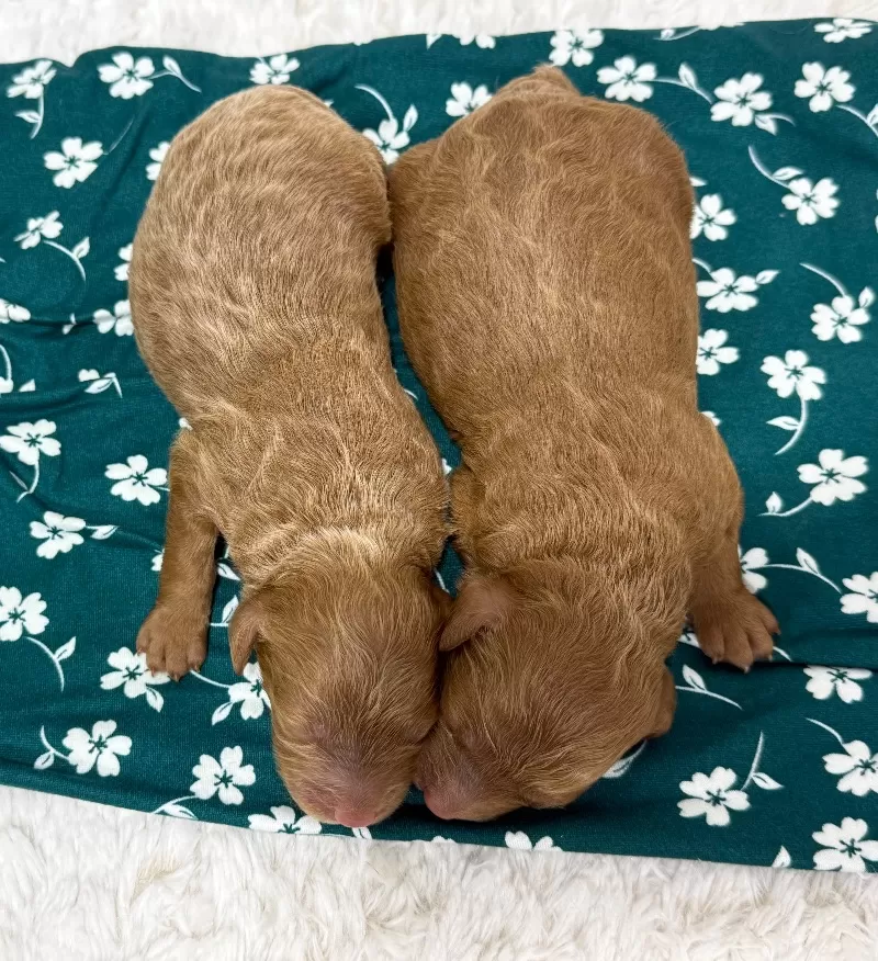 Ginger and Arlo‘s litter are here F1b