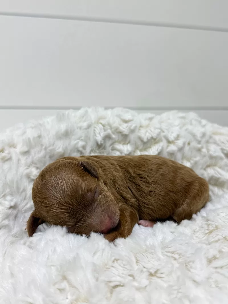 Ginger and Arlo‘s litter are here F1b