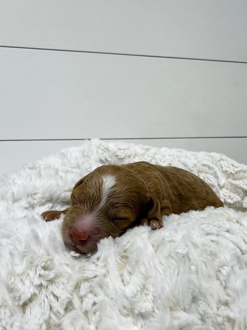 Ginger and Arlo‘s litter are here F1b