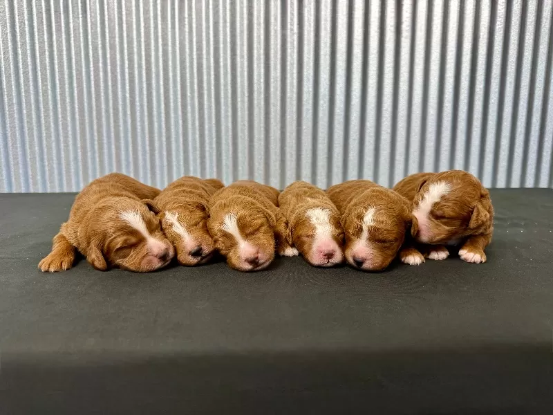 Zoey and Tipper‘s litter coming soon! F1 puppies