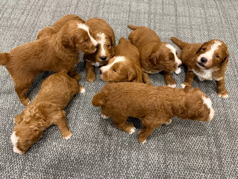 Zoey and Tipper‘s litter coming soon! F1 puppies