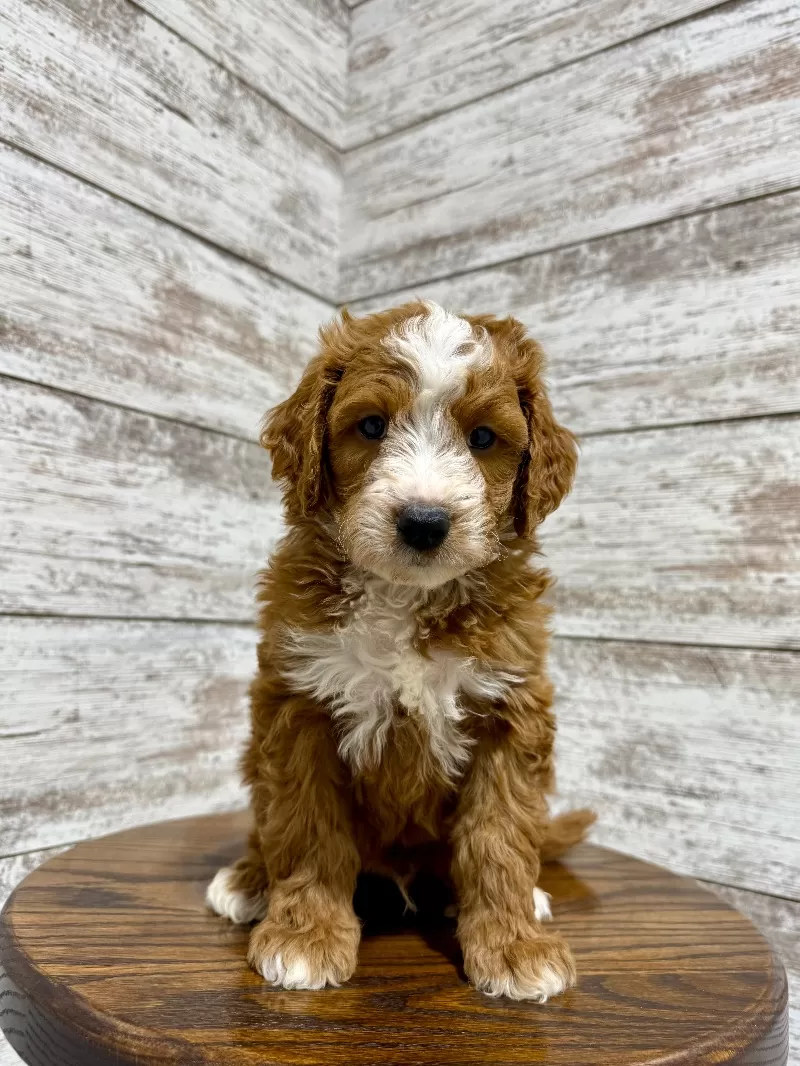 Zoey and Tipper‘s litter coming soon! F1 puppies