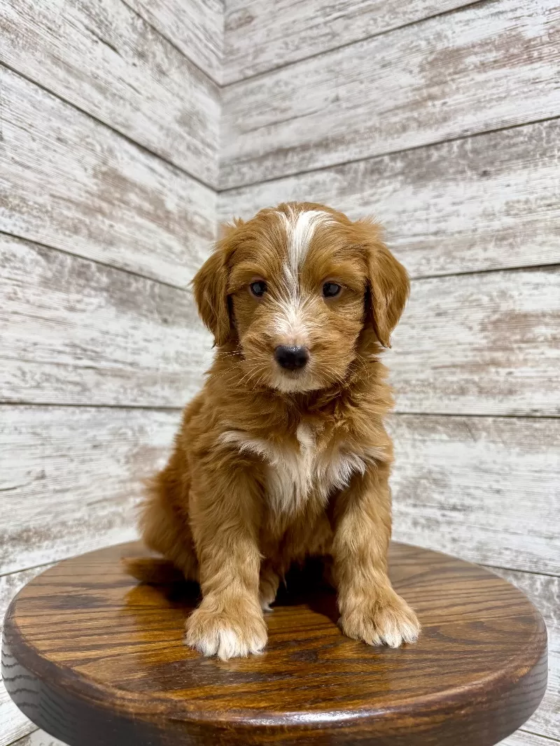 Zoey and Tipper‘s litter coming soon! F1 puppies