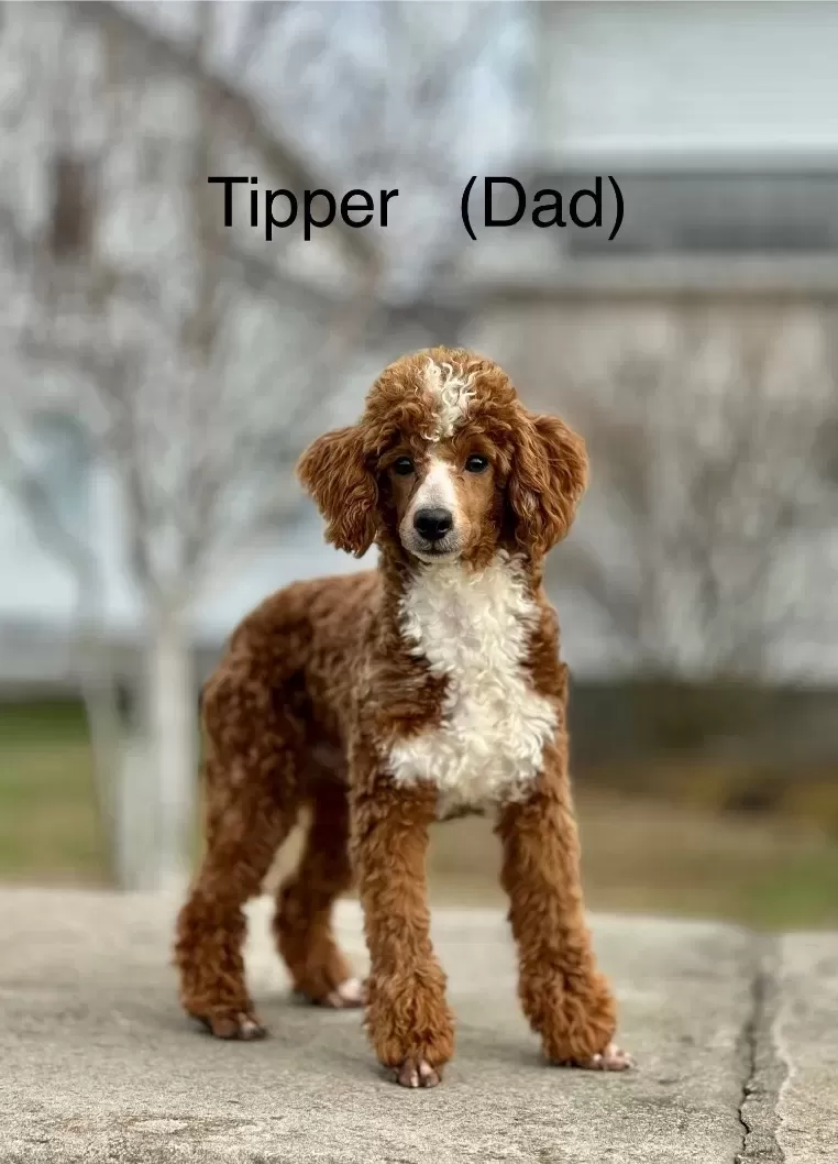 Zoey and Tipper‘s litter coming soon! F1 puppies