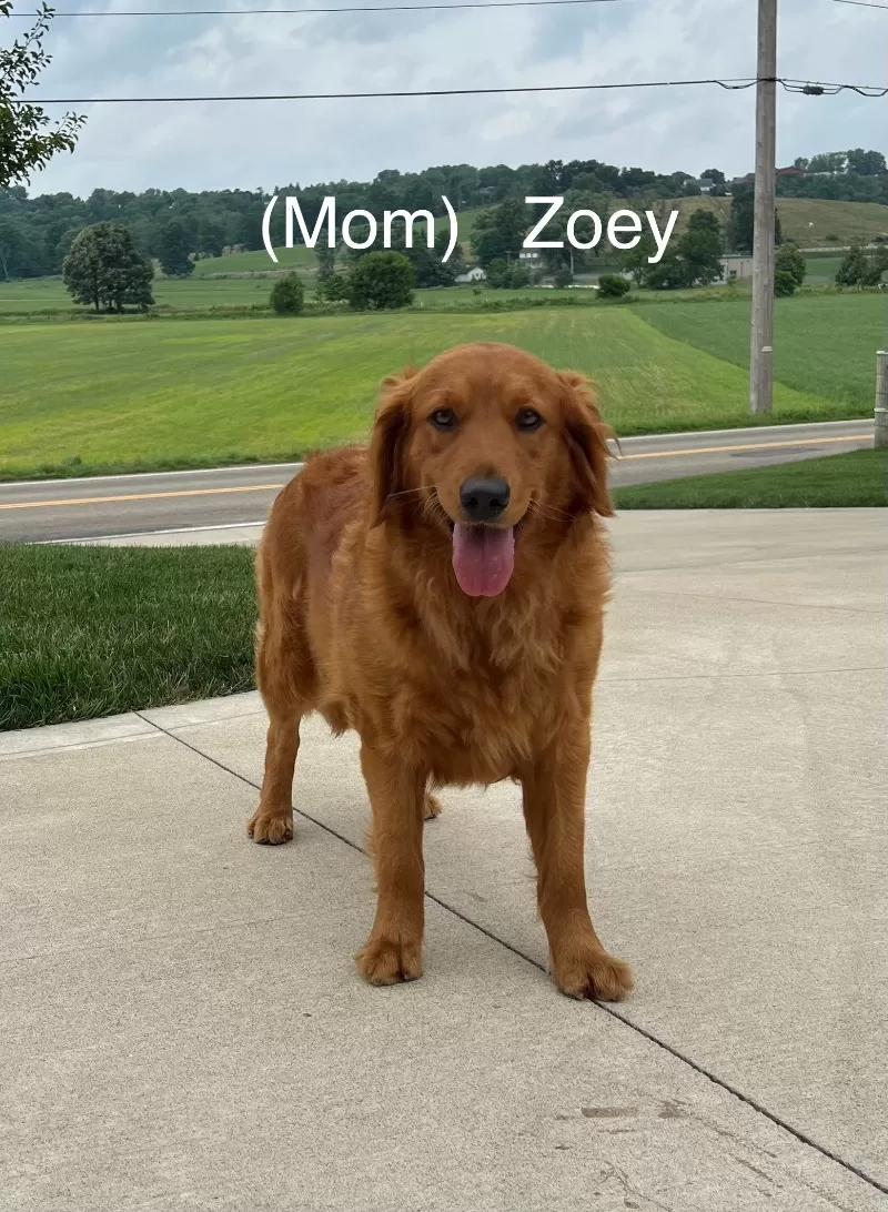 Zoey and Tipper‘s litter coming soon! F1 puppies