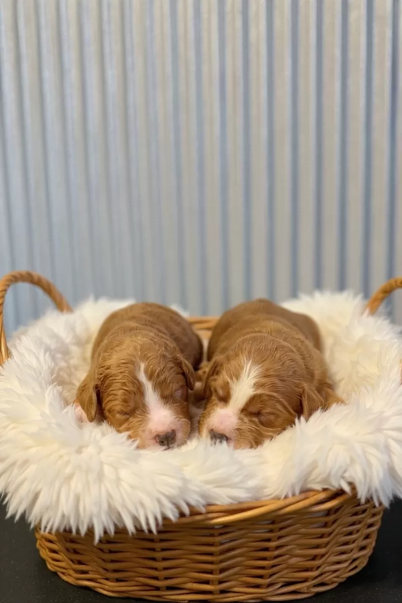 Zoey and Tipper‘s litter coming soon! F1 puppies