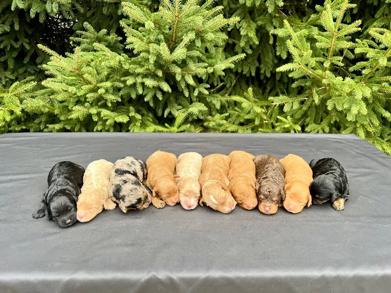 Emmie and Romeo‘s puppies coming soon! F1b puppies