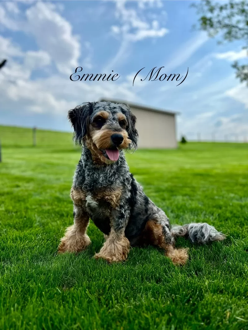 Emmie and Romeo‘s puppies coming soon! F1b puppies
