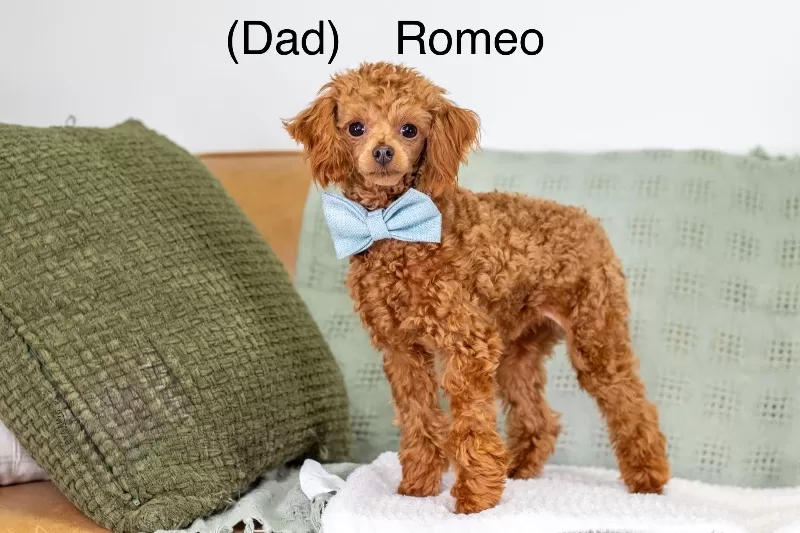 Emmie and Romeo‘s puppies coming soon! F1b puppies