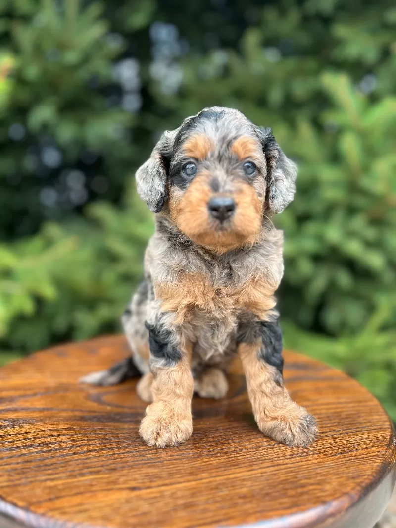 Emmie and Romeo‘s puppies coming soon! F1b puppies