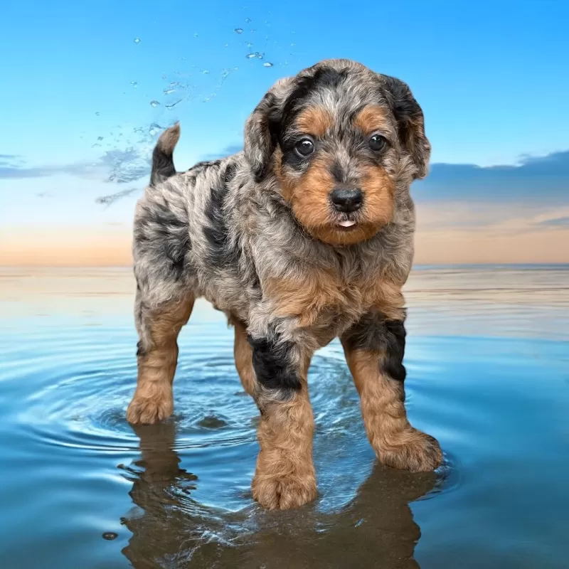 Emmie and Romeo‘s puppies coming soon! F1b puppies