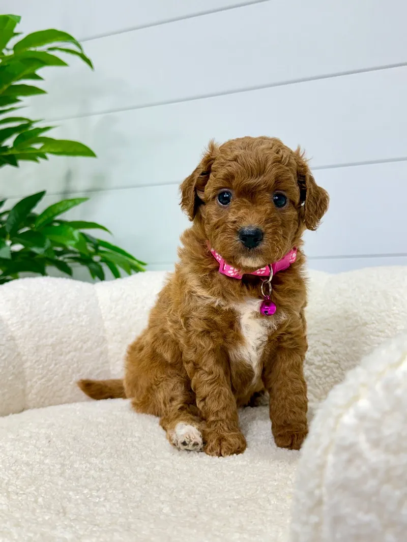 Puppy Name: Rosie   (F1b) 💖
