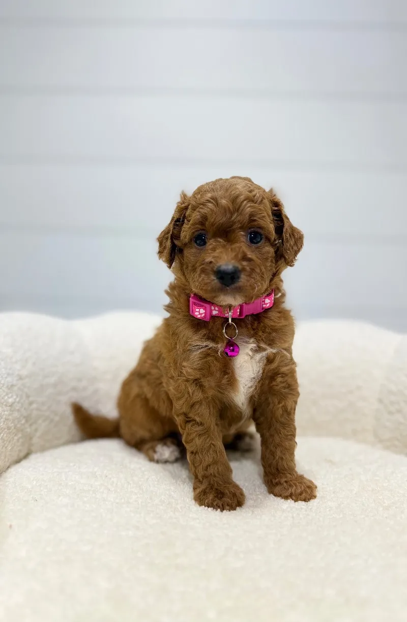 Rosie   (F1b) 💖