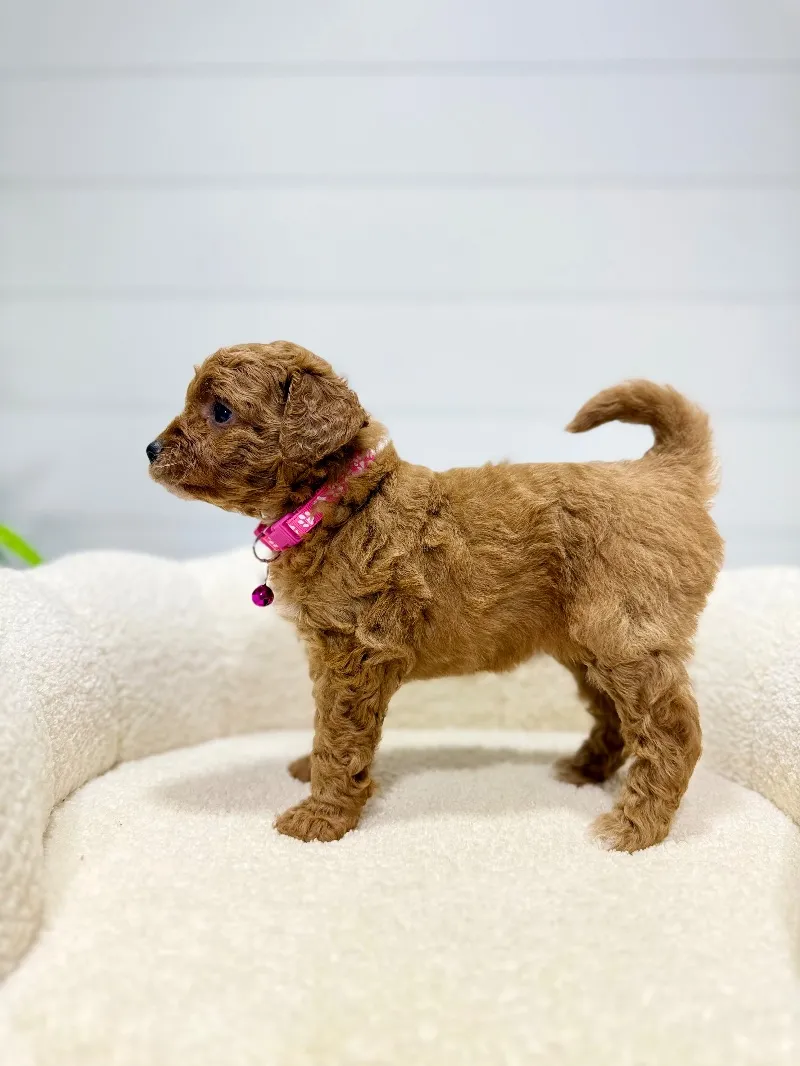 Rosie   (F1b) 💖