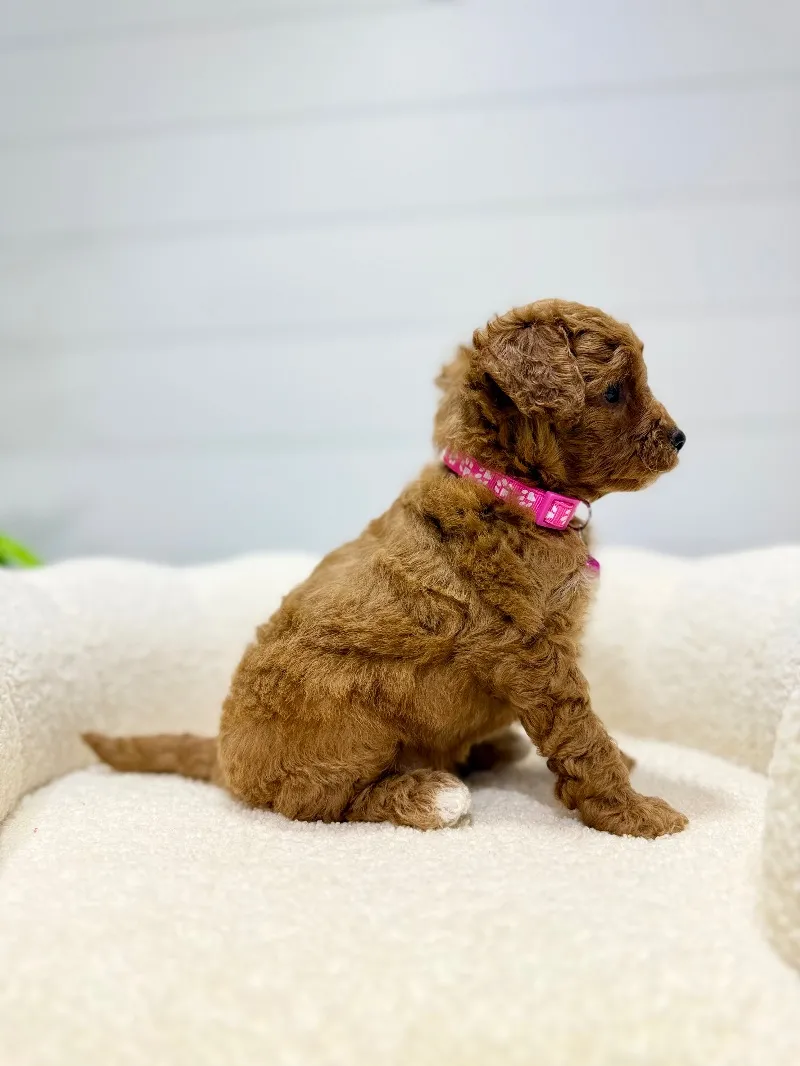 Rosie   (F1b) 💖