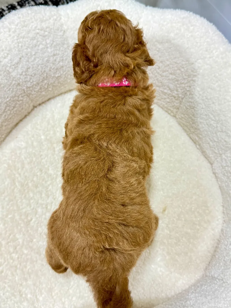 Rosie   (F1b) 💖