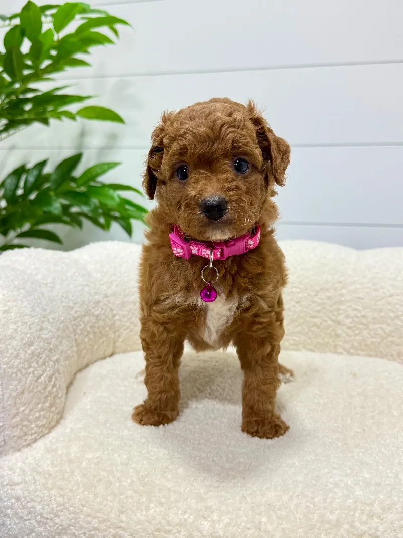 Rosie   (F1b) 💖