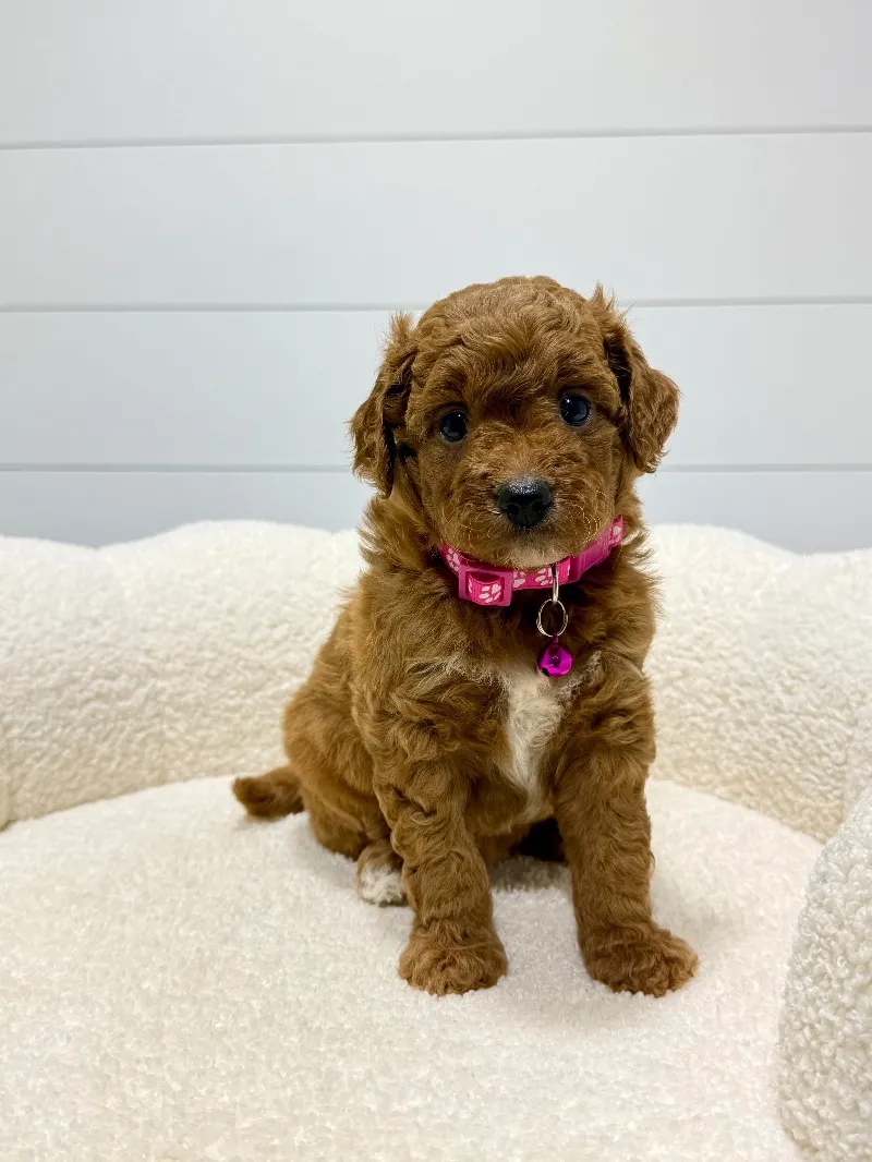 Rosie   (F1b) 💖