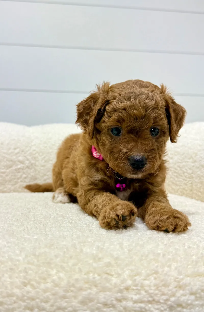 Rosie   (F1b) 💖