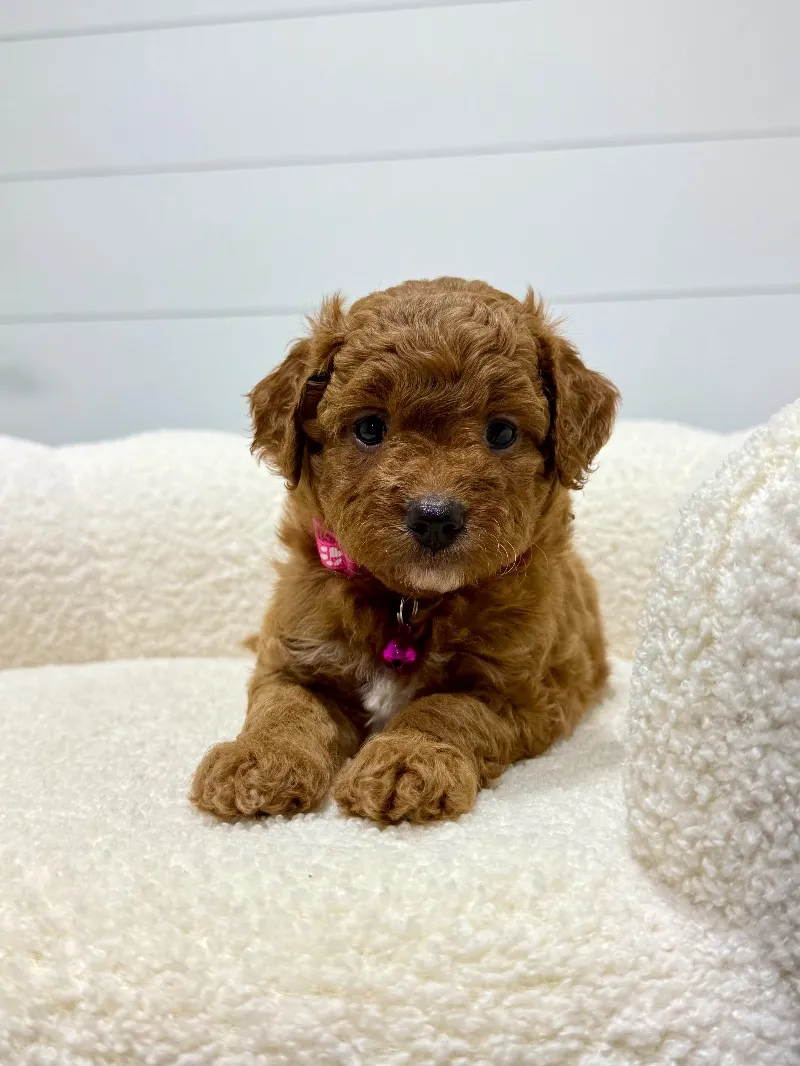 Rosie   (F1b) 💖