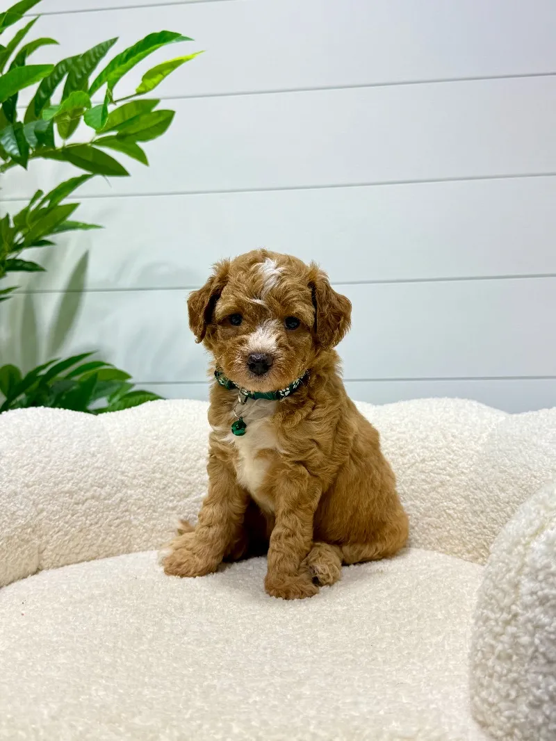 Puppy Name: Tori   (F1b) 💖