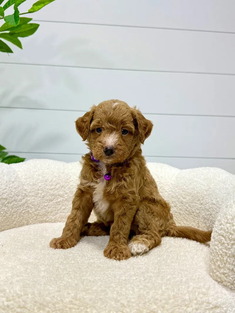 Puppy Name: Daisy (F1b) 💖