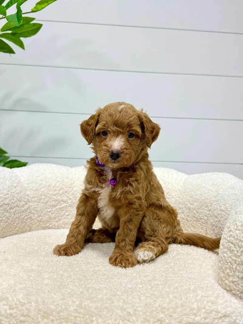 Daisy (F1b) 💖