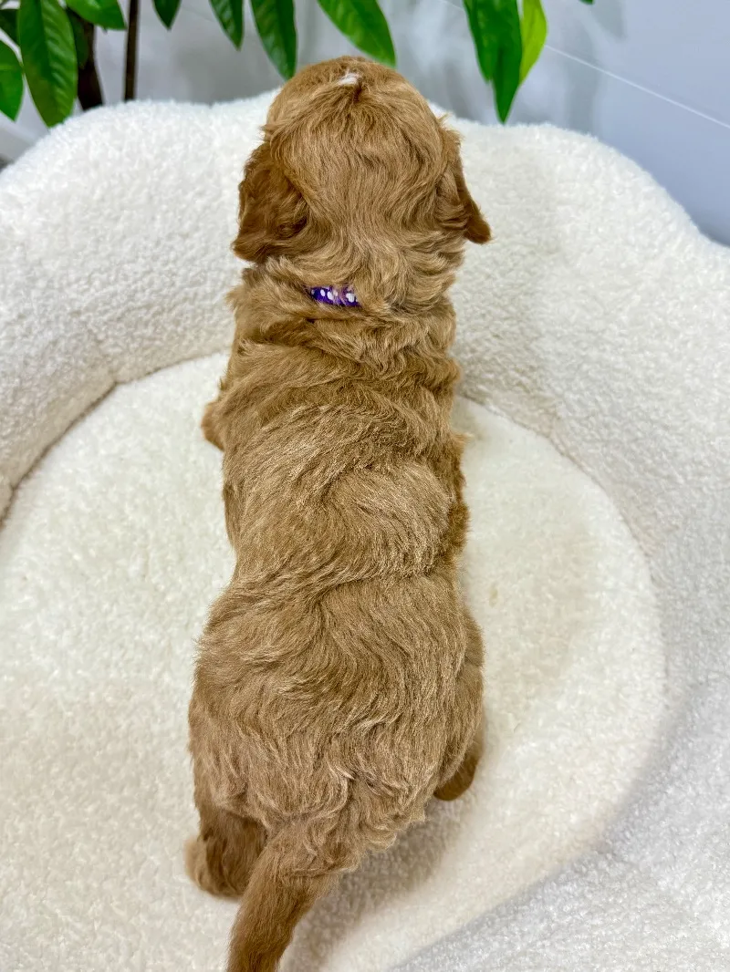 Daisy (F1b) 💖