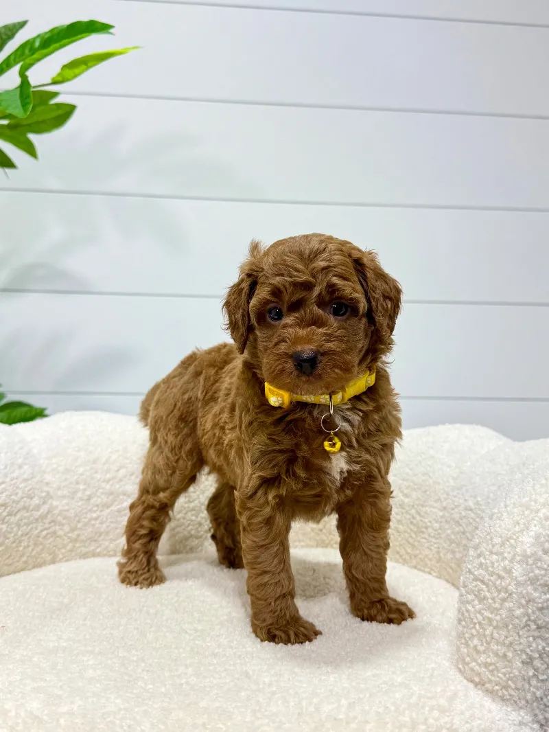 Puppy Name: Lilah  (F1b) 💖