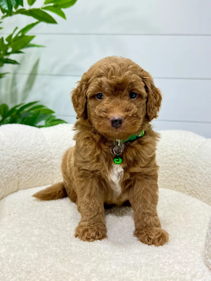 Puppy Name: Rio  (F1b)  ❤️‍🩹