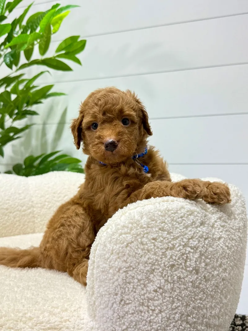 Puppy Name: Milo  (F1b)  ❤️‍🩹