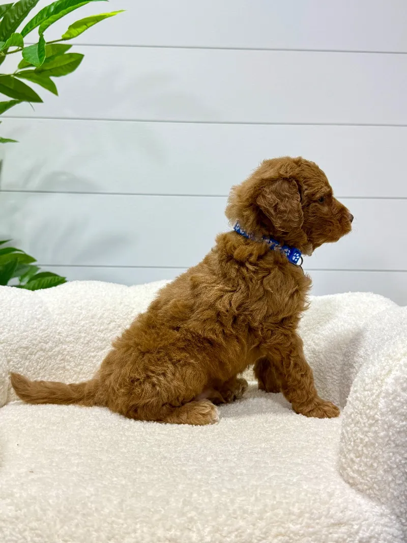 Milo  (F1b)  ❤️‍🩹