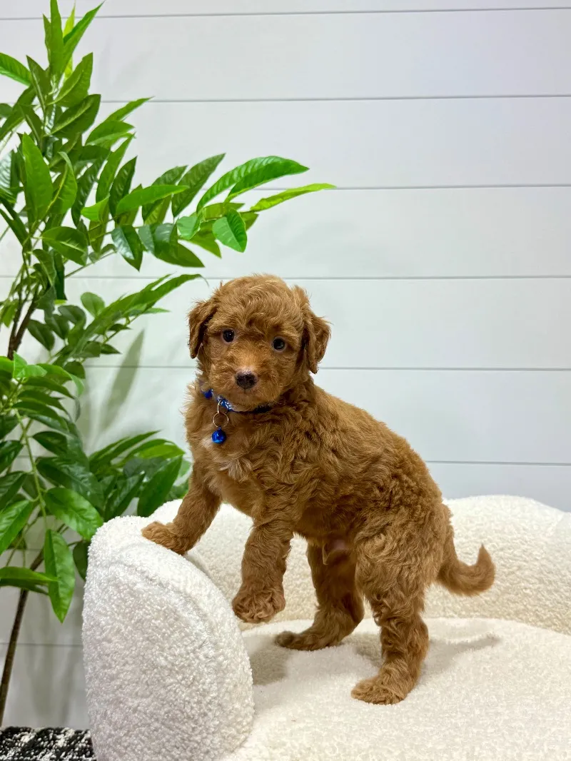 Milo  (F1b)  ❤️‍🩹