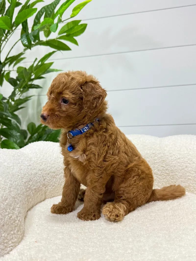 Milo  (F1b)  ❤️‍🩹