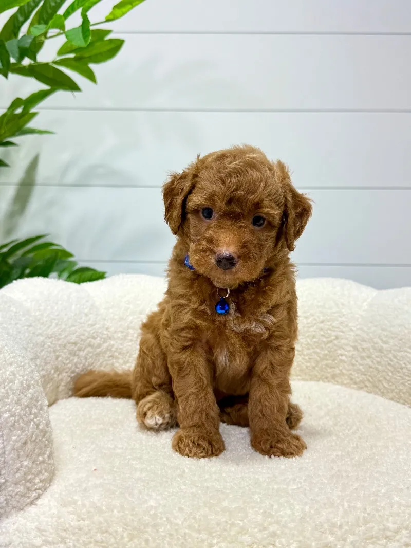 Milo  (F1b)  ❤️‍🩹
