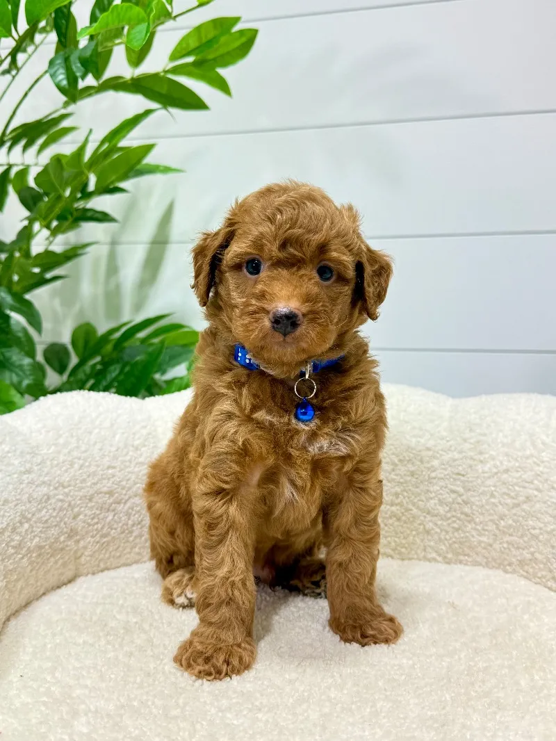 Milo  (F1b)  ❤️‍🩹