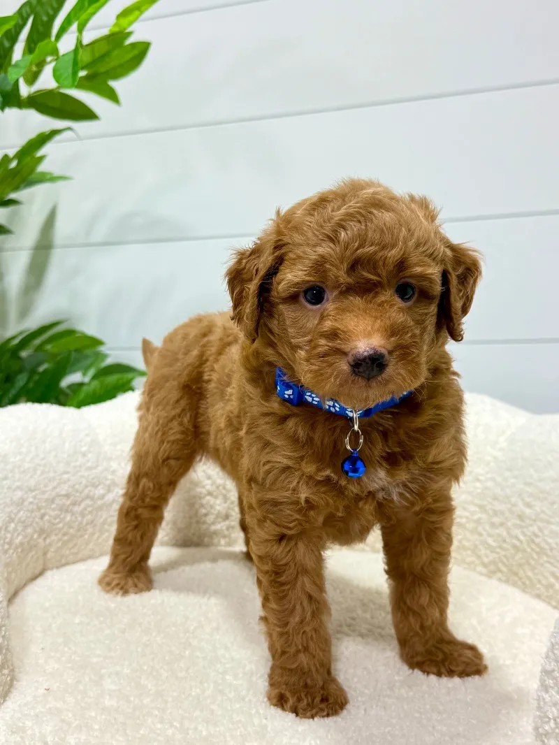 Milo  (F1b)  ❤️‍🩹