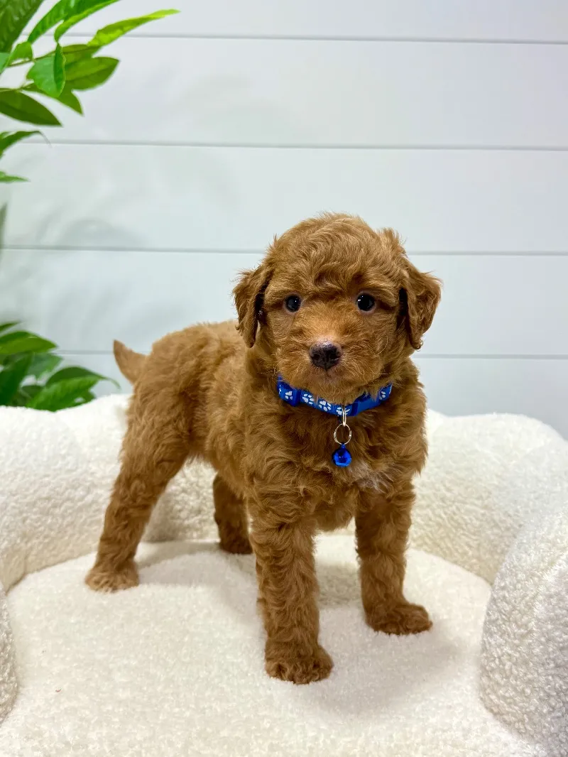 Milo  (F1b)  ❤️‍🩹
