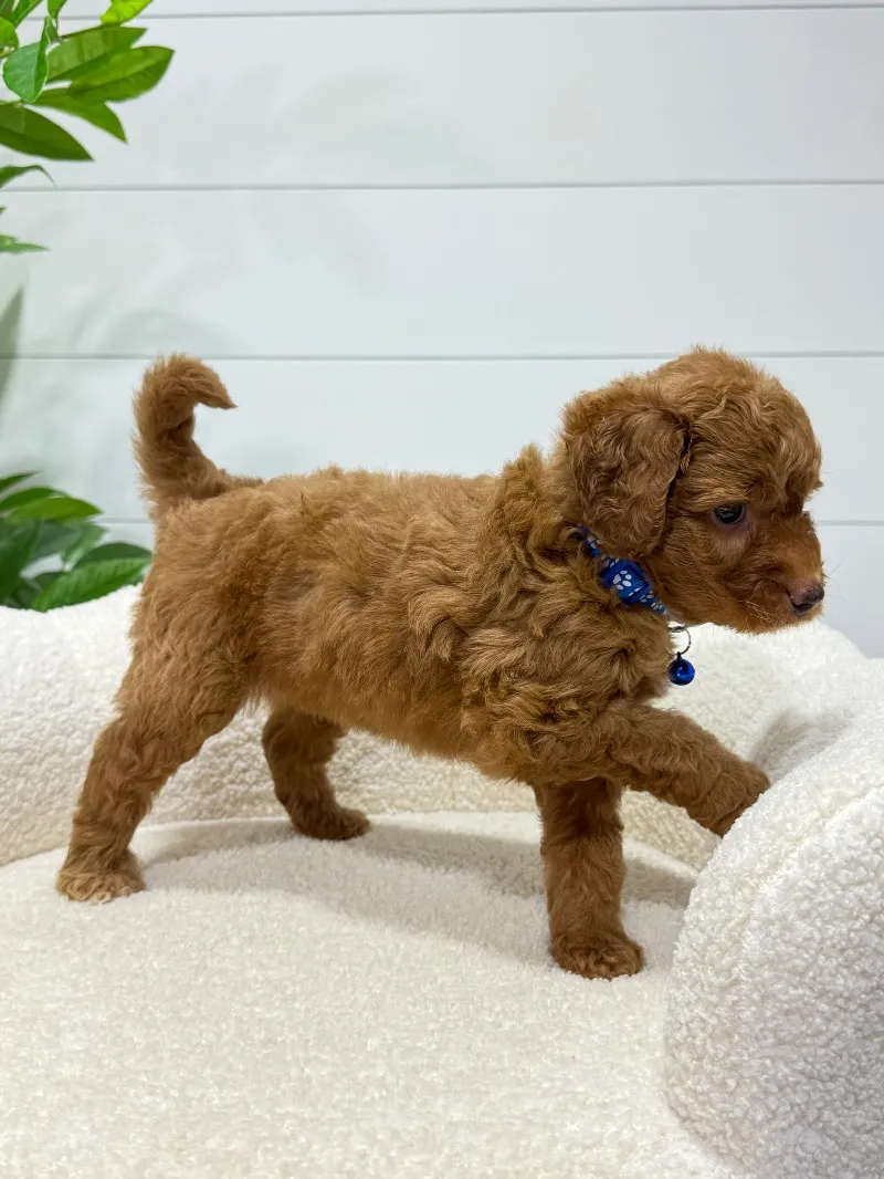 Milo  (F1b)  ❤️‍🩹