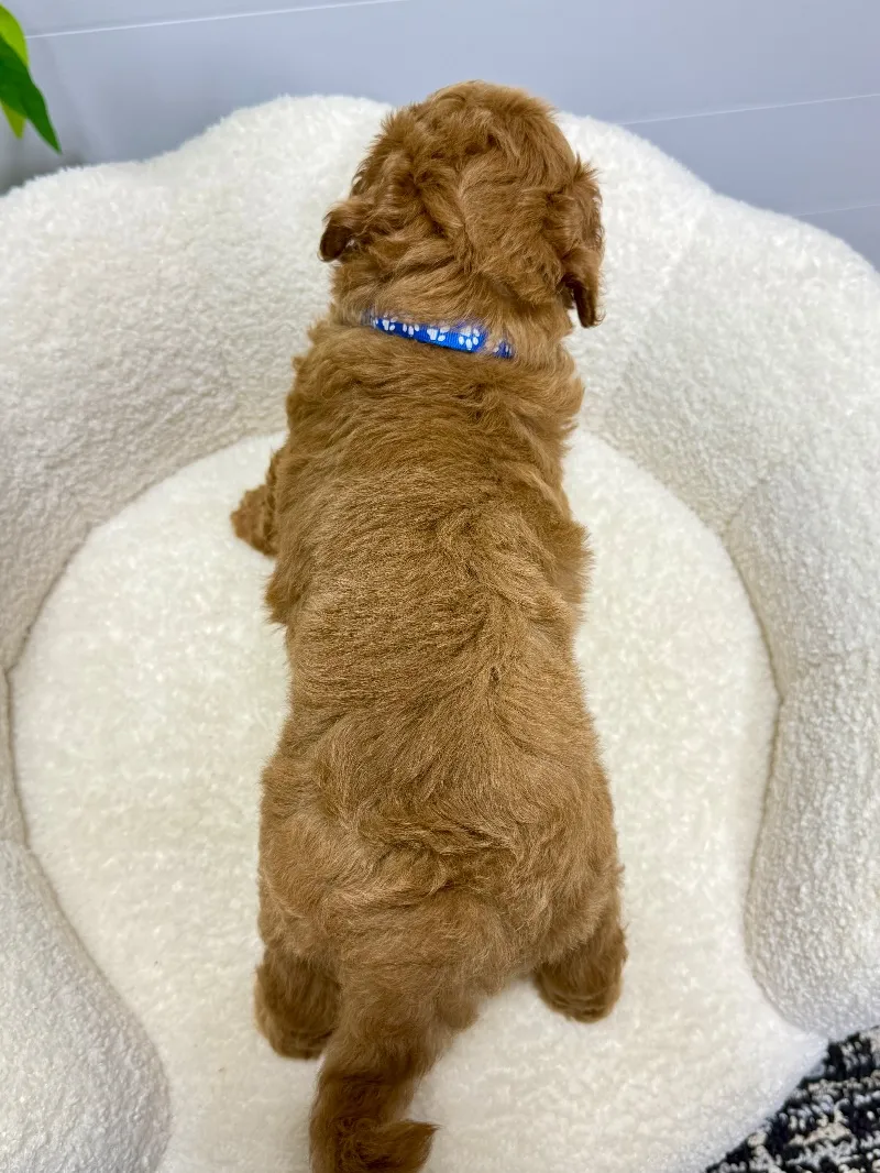 Milo  (F1b)  ❤️‍🩹